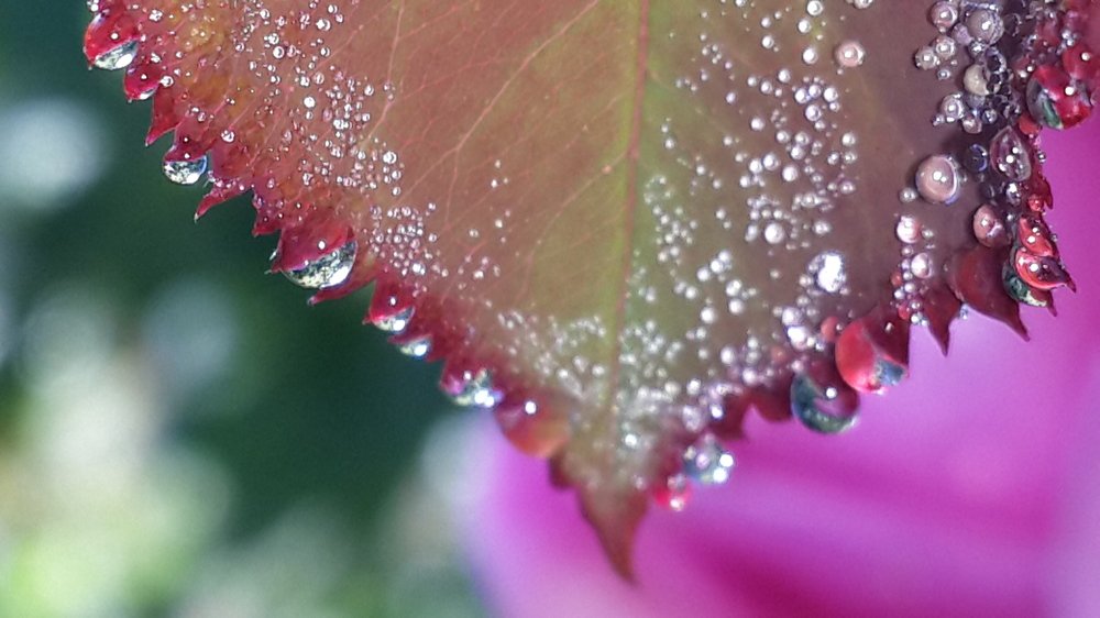 Photo #1984314