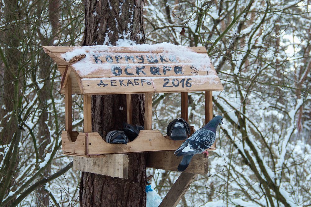 Photograph by Жукова Галина