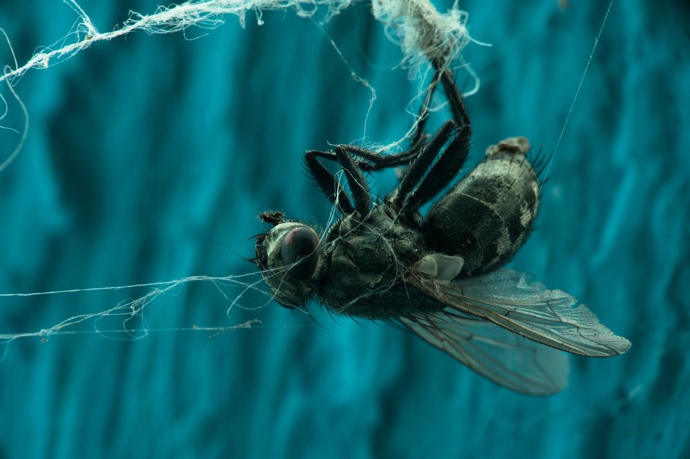 В нитях смерти.