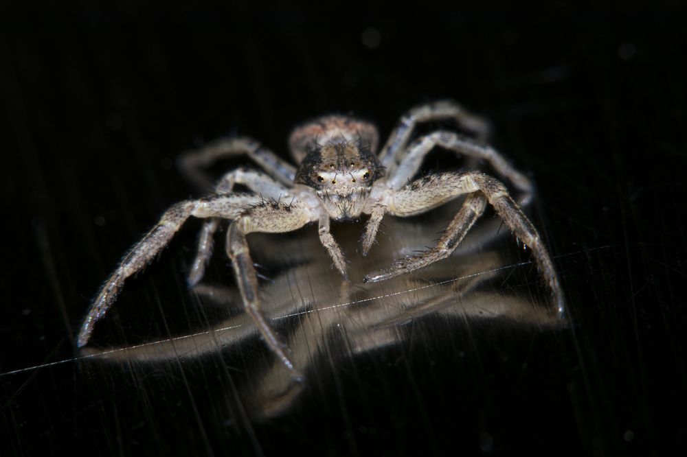 Паук - враг в отражении.