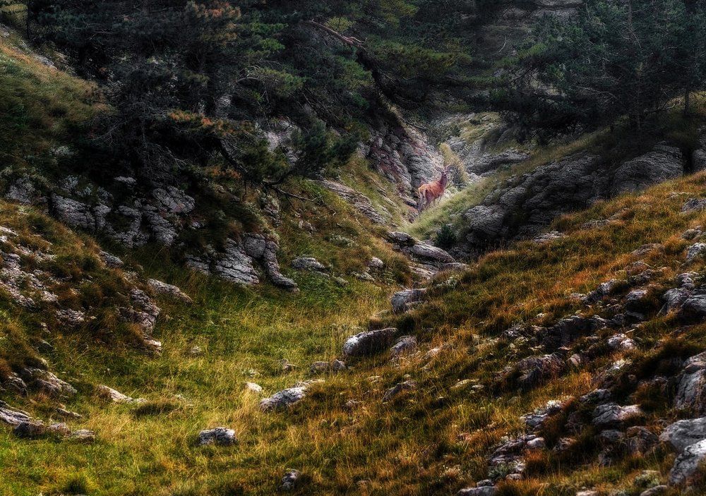 Крымский Благородный олень