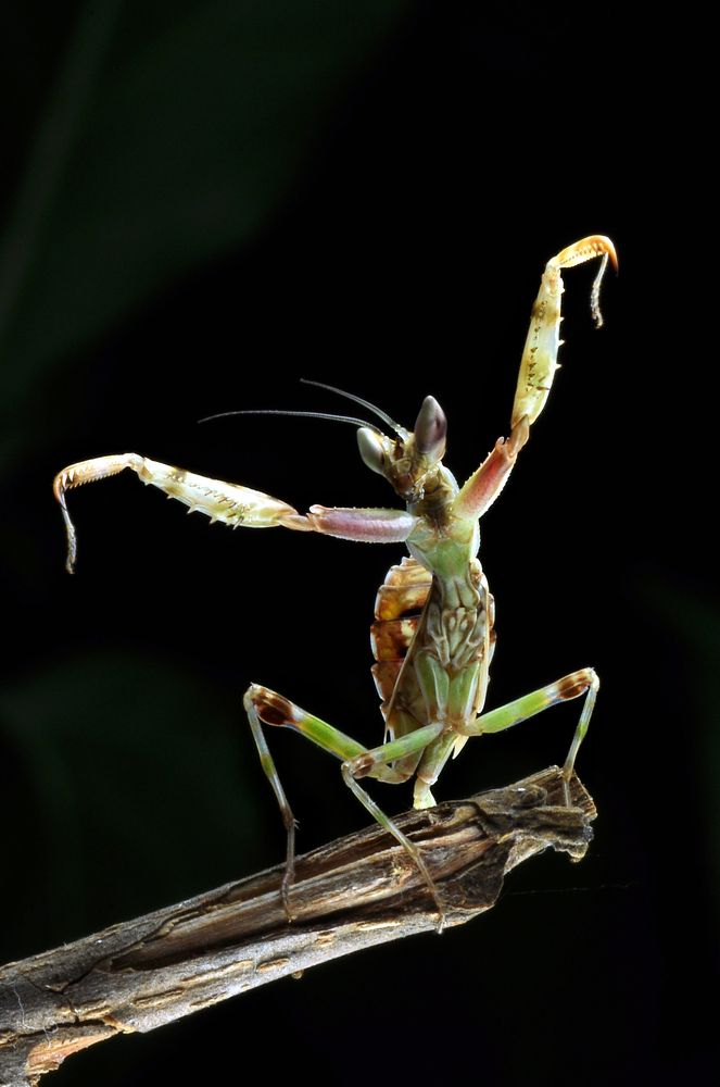 Kungfu mantis