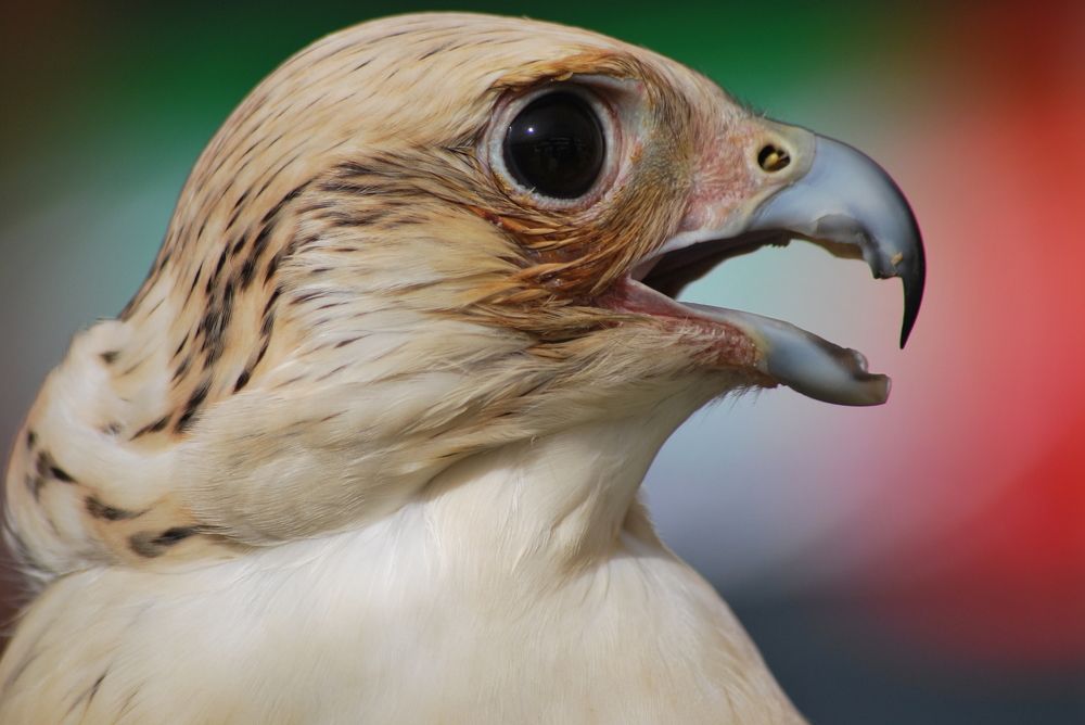 Arabic Falcon