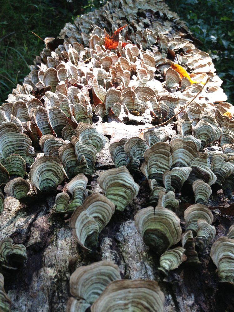 A fallen tree