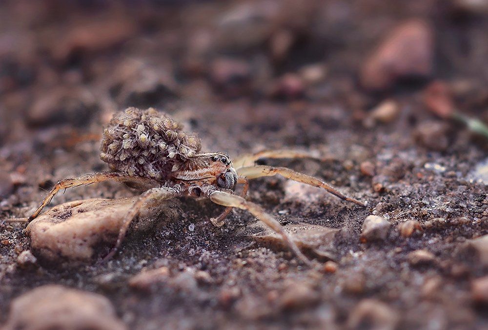 Wolf Spider with babies.