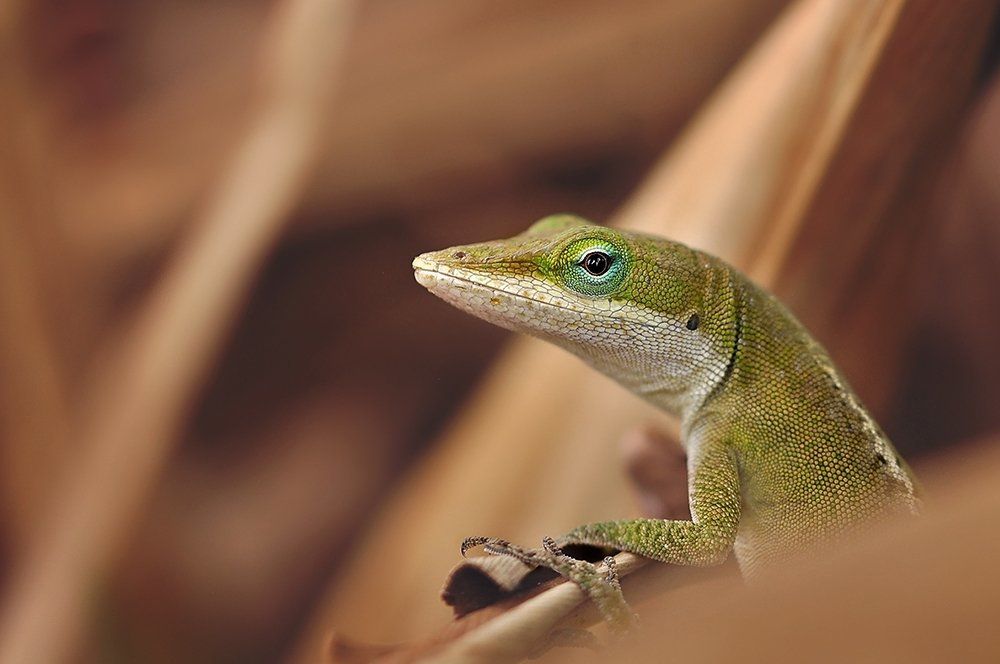 Green Anole Lizard