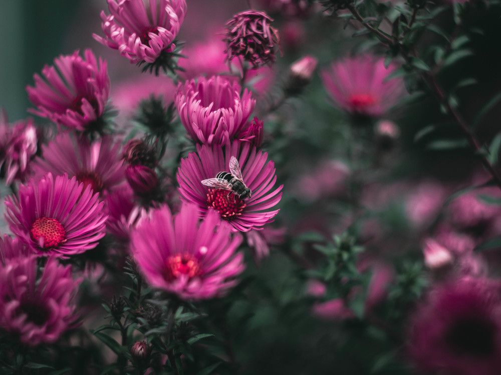 Bee on the flower...