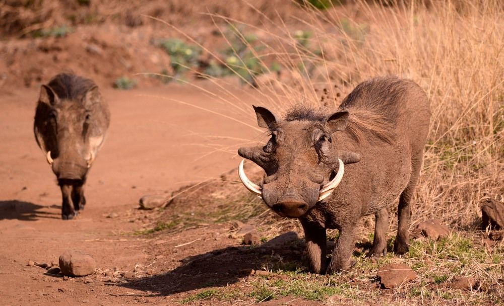 The kneeling bushpig