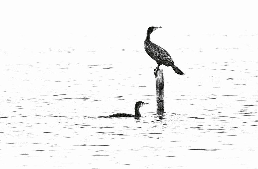 Двойной портрет