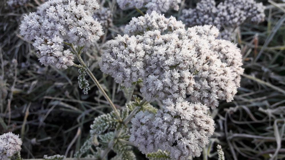 хрустальные цветы или забавы д.Мороза