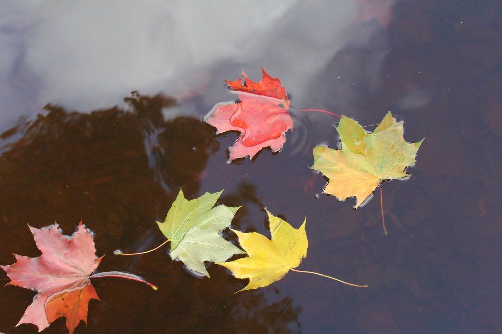 Листья клёна на воде...