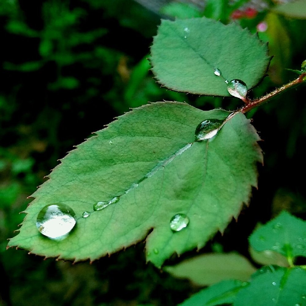 The droplets