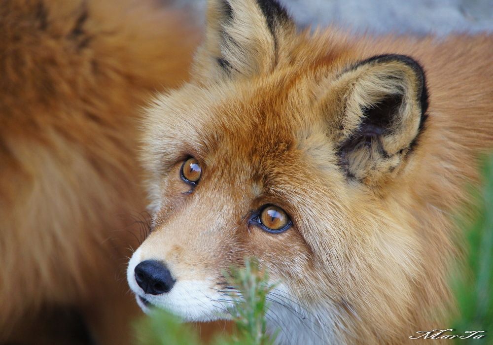 Эти говорящие глаза