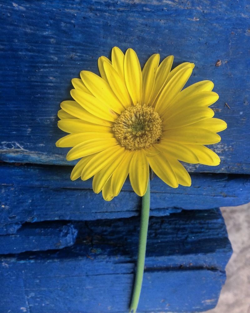 simple colors of life