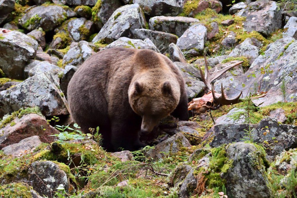 Попировал когда-то