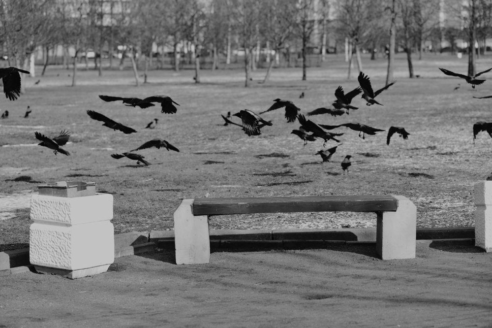 Вороний лепет