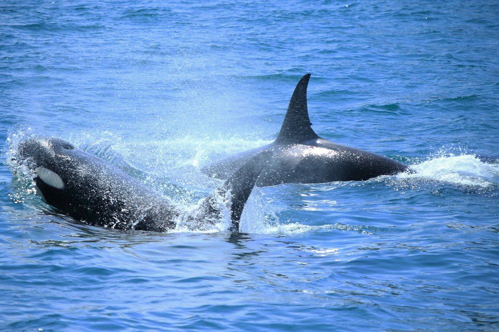 Танец касаток