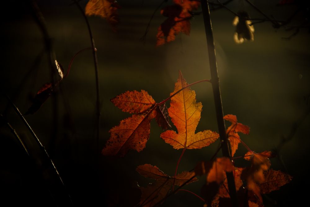 КУпание в солнечном свете.