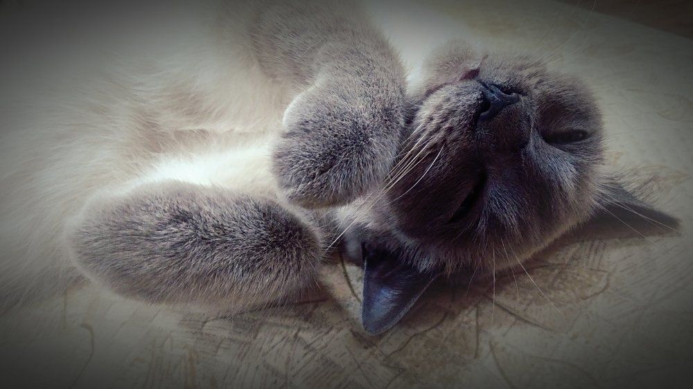 Сонная Соня