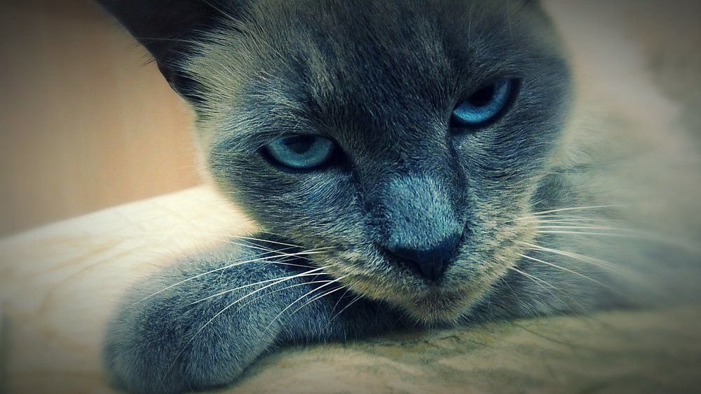 Эти глаза напротив