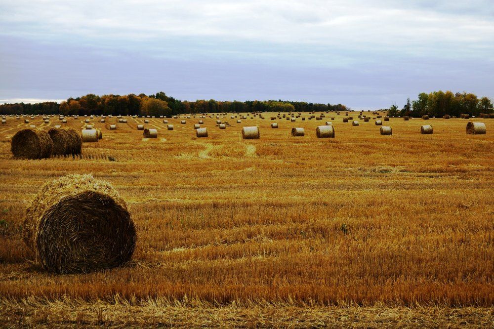 После жатвы