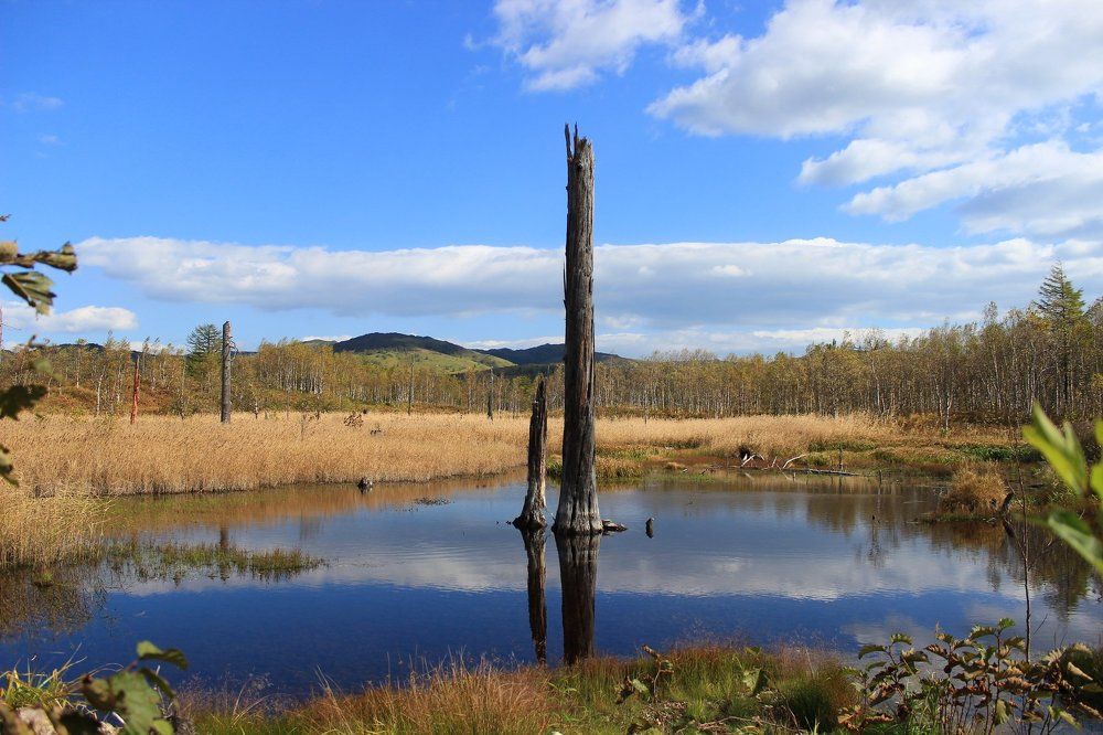 Сахалин.Лесотундра