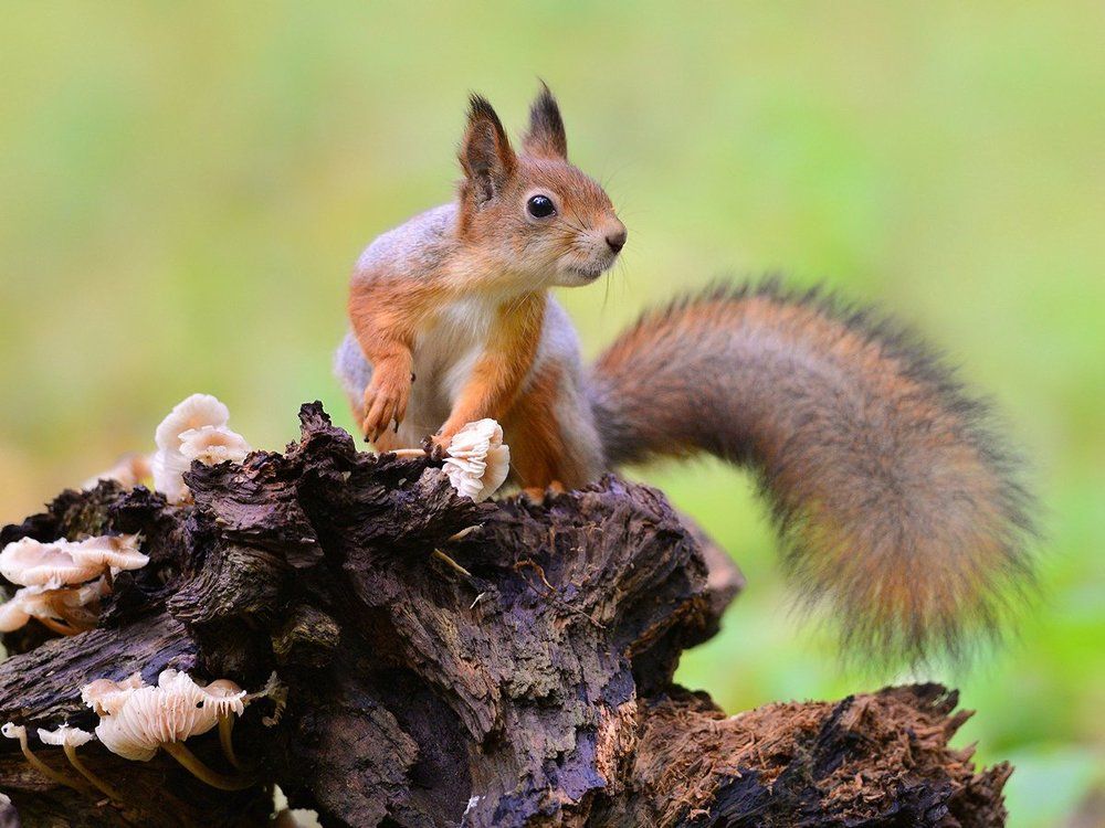 Белка лесная средней пушистости