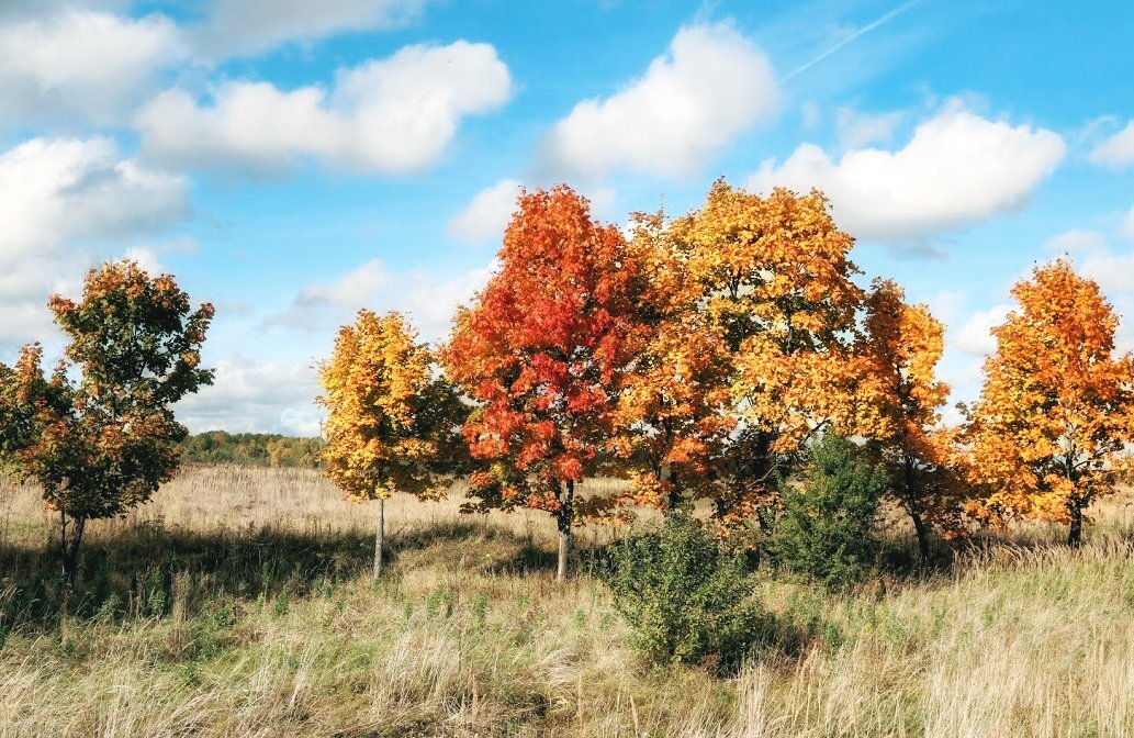 Colors autumn