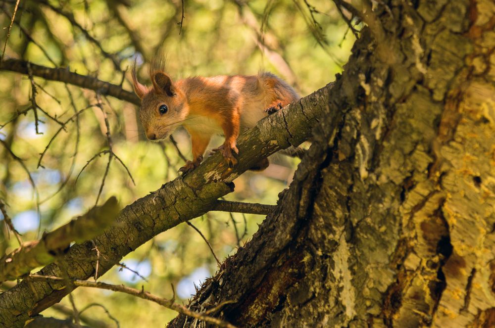 Высоко сижу, далеко гляжу.