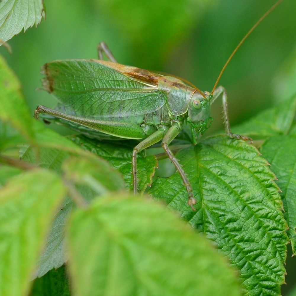 Замаскировался
