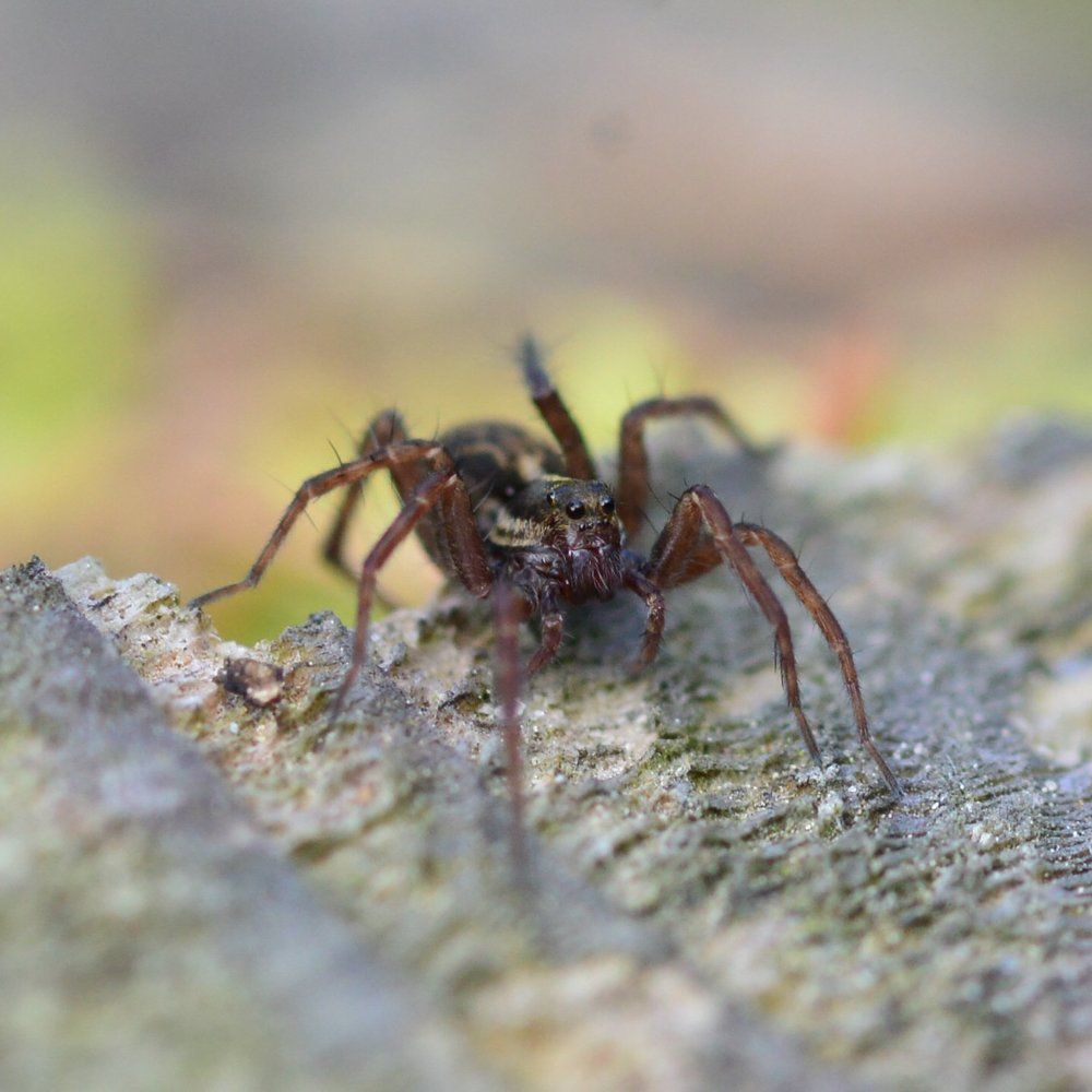 Паук-бородач