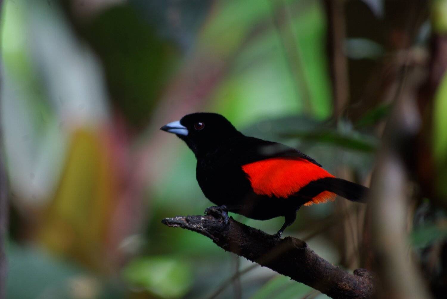 scarlet-rumped cacique