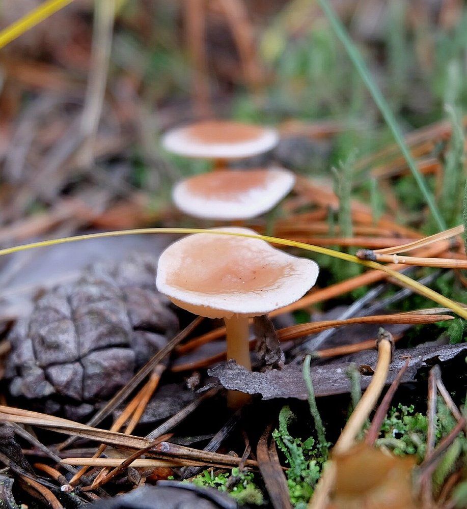 Photograph by Anna Pankratova