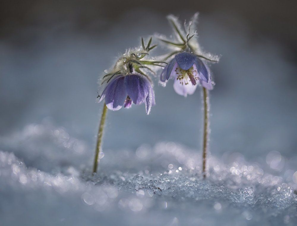 Снежная парочка