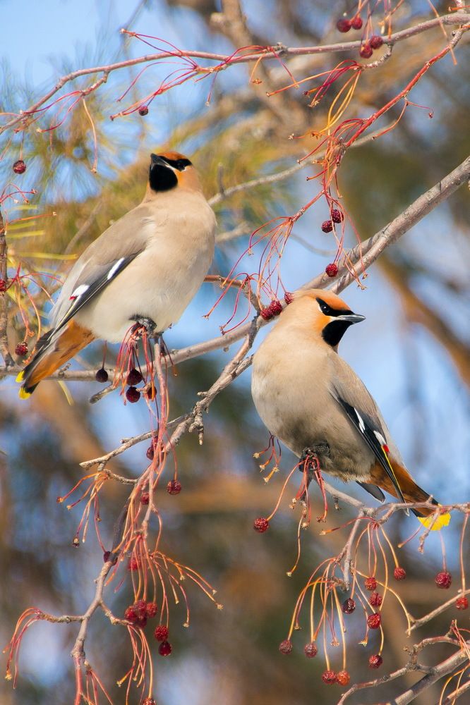 Свиристельки