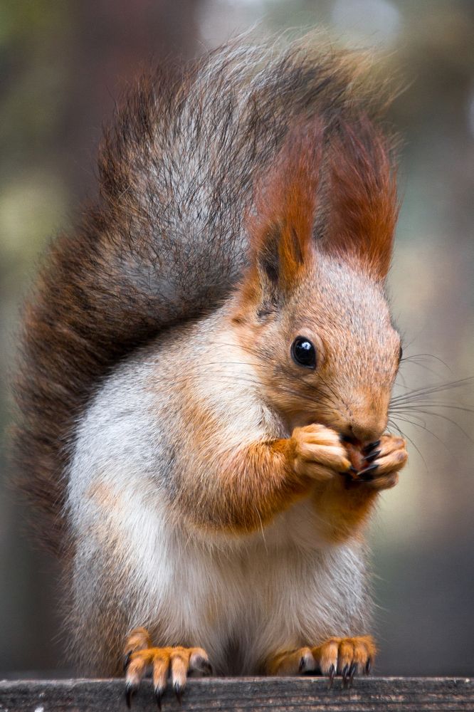 Лесная крассавица