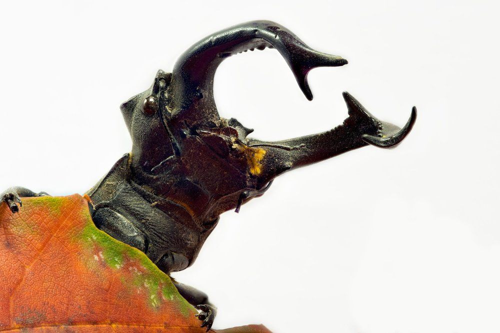 Всем привет. Жук-олень.