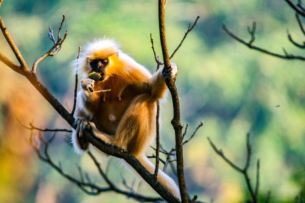 Golden Langur an endangered species