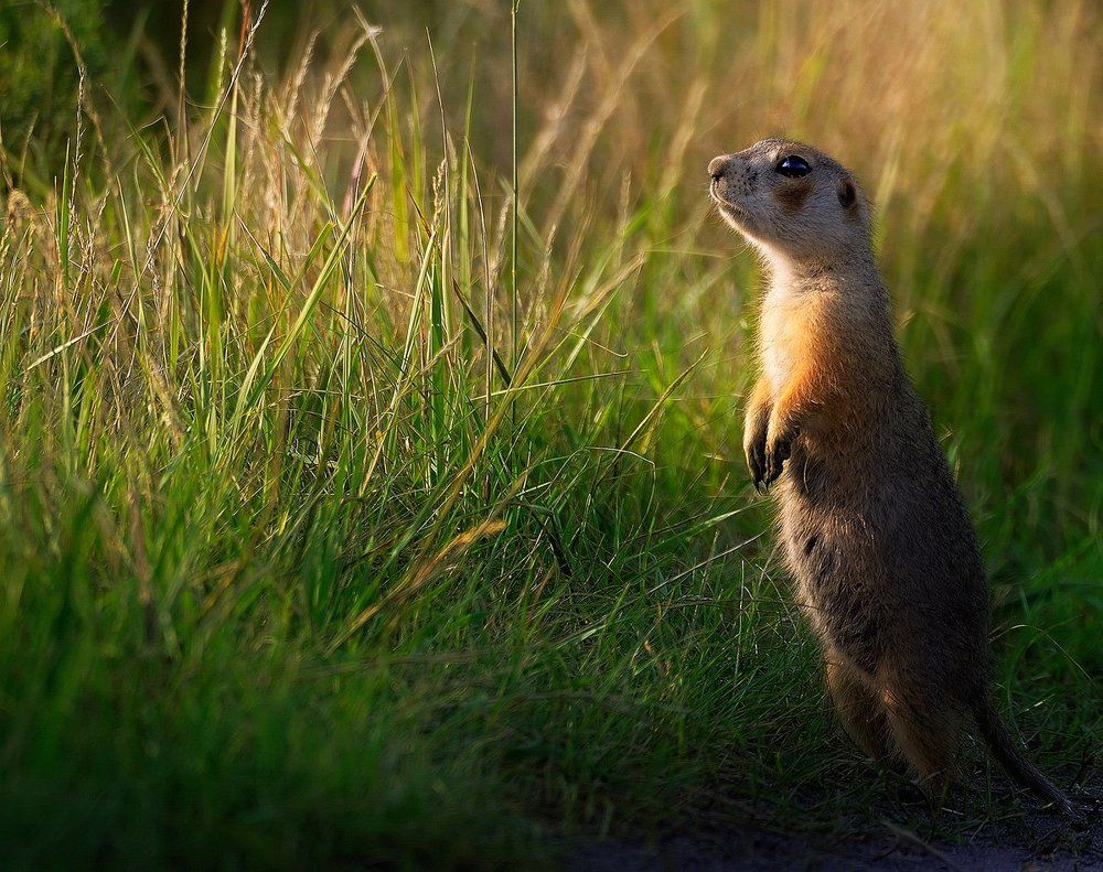 Первый луч...