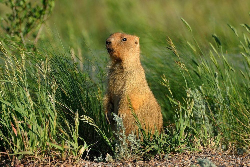 Сурок-малыш