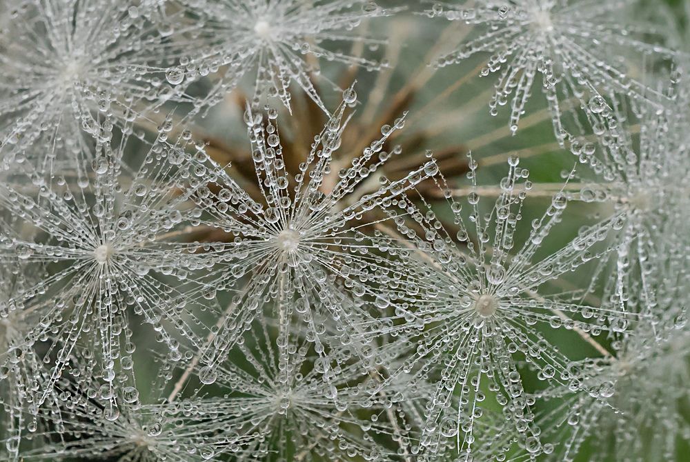 Одуванчик в росе