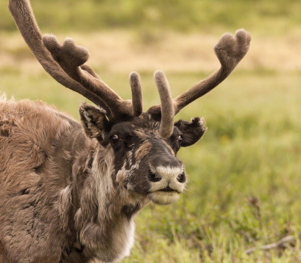 Вот он какой, северный олень!