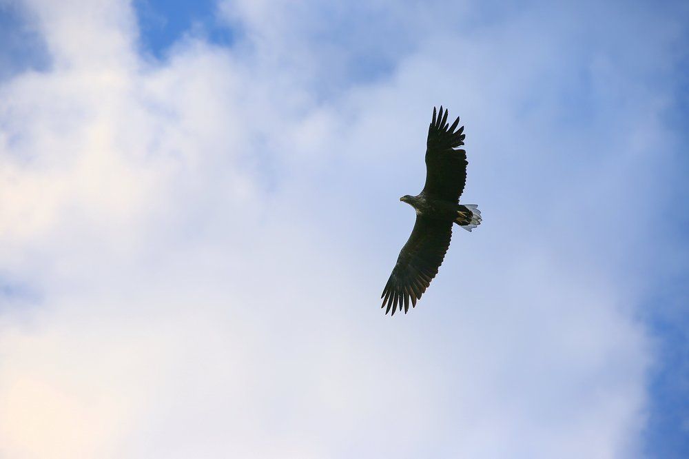 Орлан-белохвост