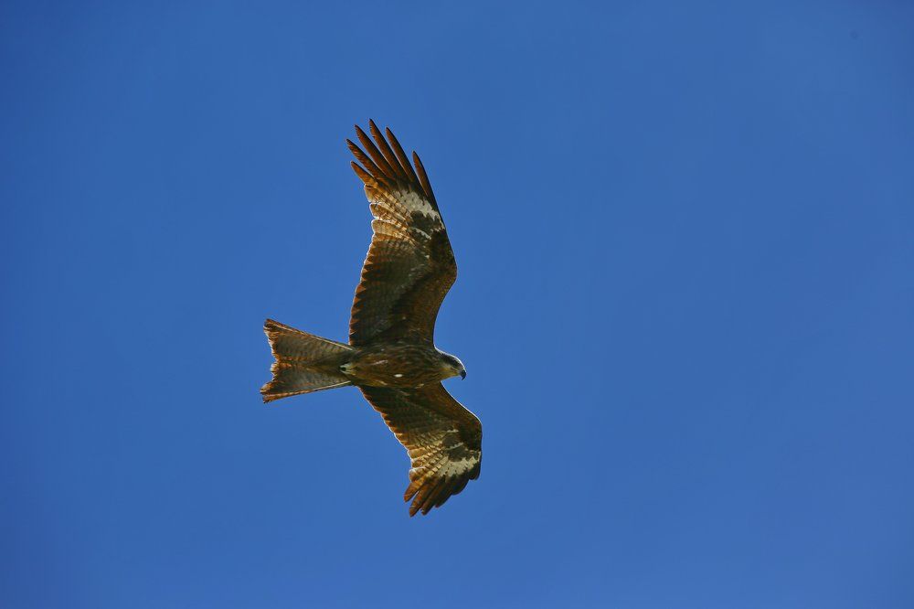 Канюк в полете