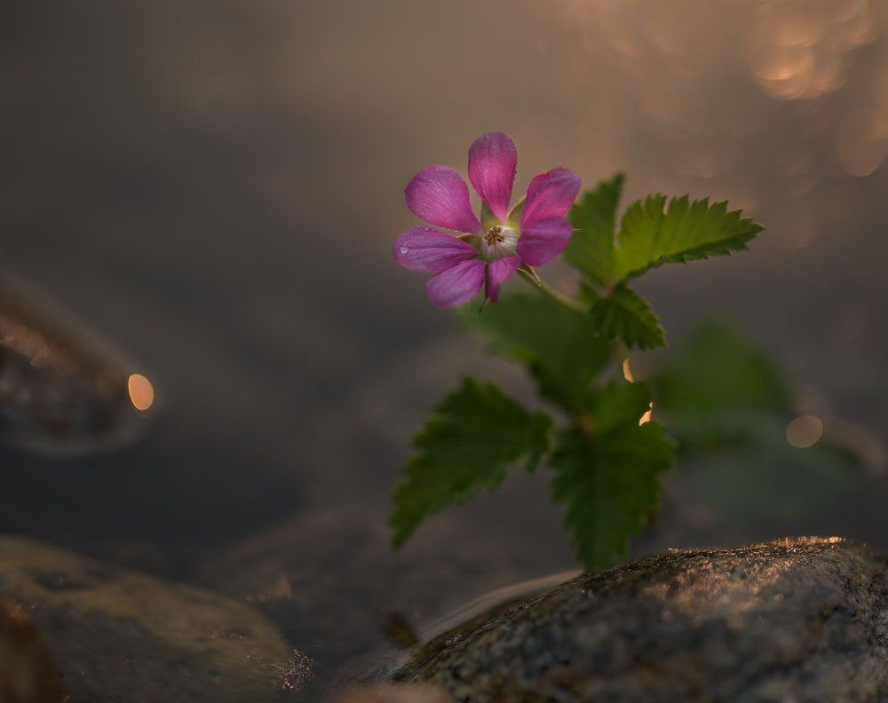 Цветет княженика