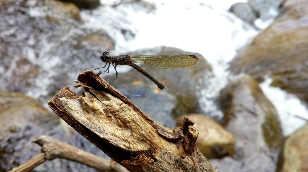 Dragonfly