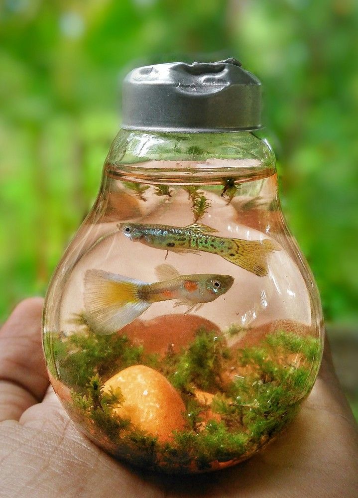 An aquarium Love Story