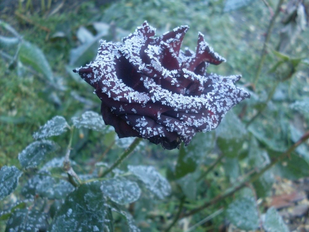 Зима близко