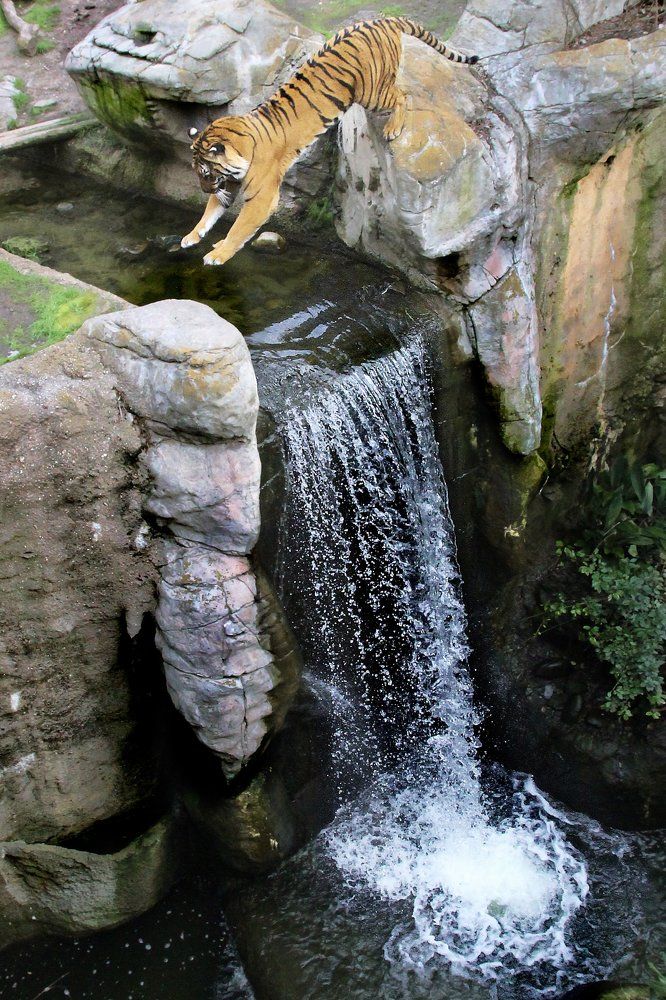 The Leap