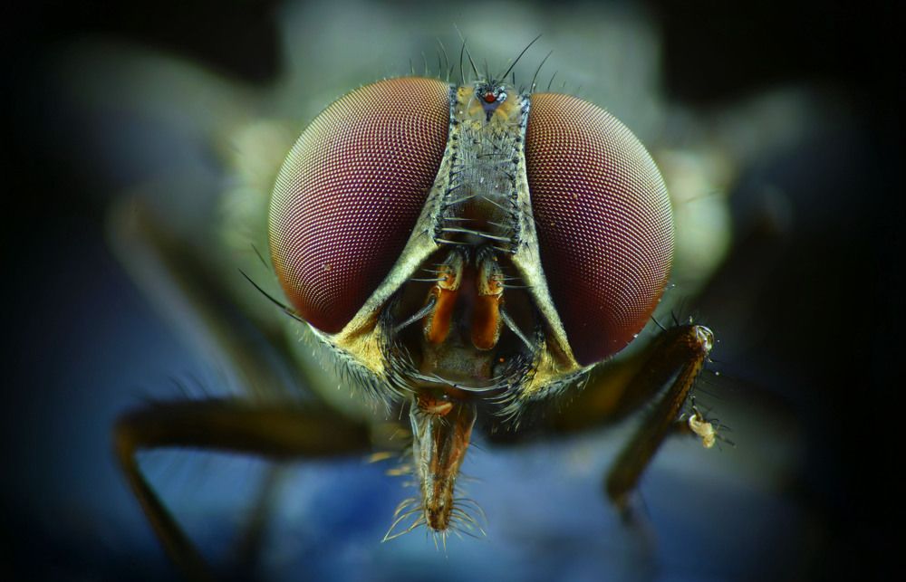 fly eye @ close......